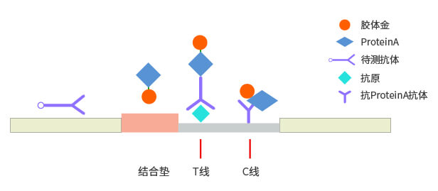 間接法膠體金檢測(cè)平臺(tái)