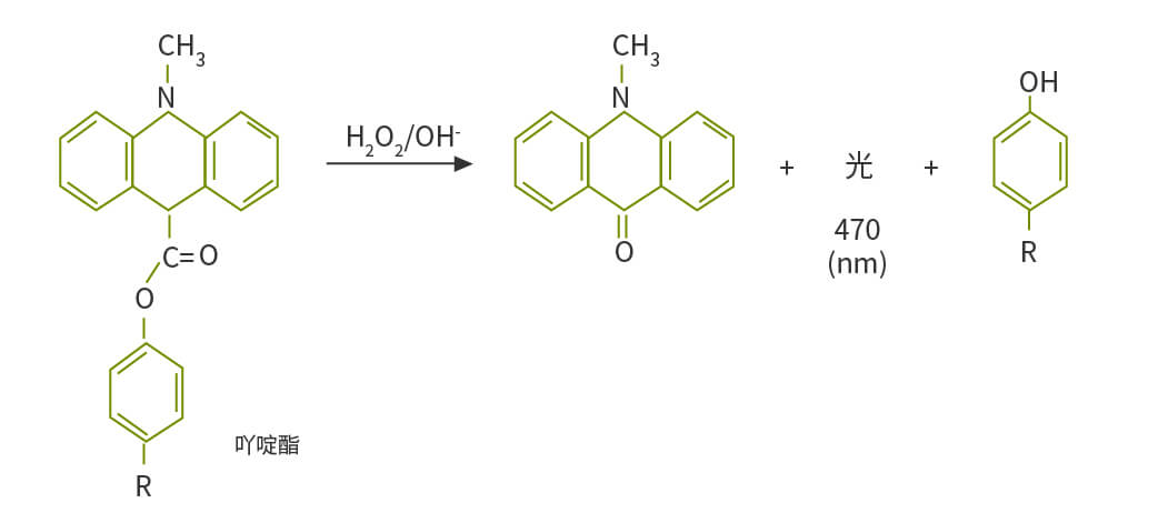 吖啶酯發(fā)光原理