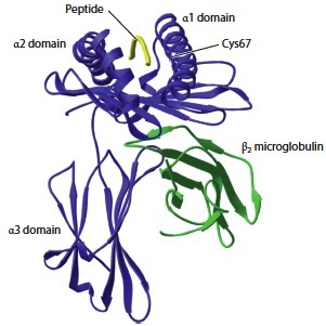 HLA-B27分子結(jié)構(gòu)