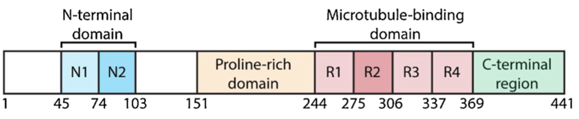 2N4R Tau的結(jié)構(gòu)域