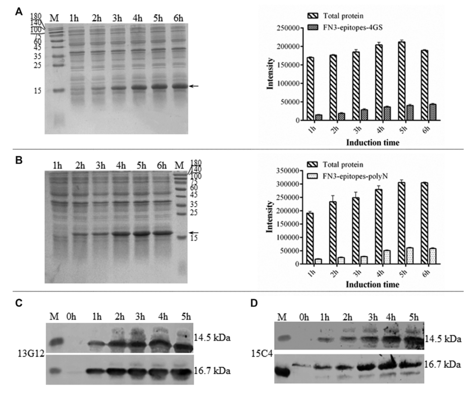重組FN3-Epitopes在大腸桿菌中的表達