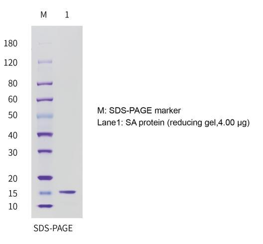 SDS-PAGE-of-Streptavidin
