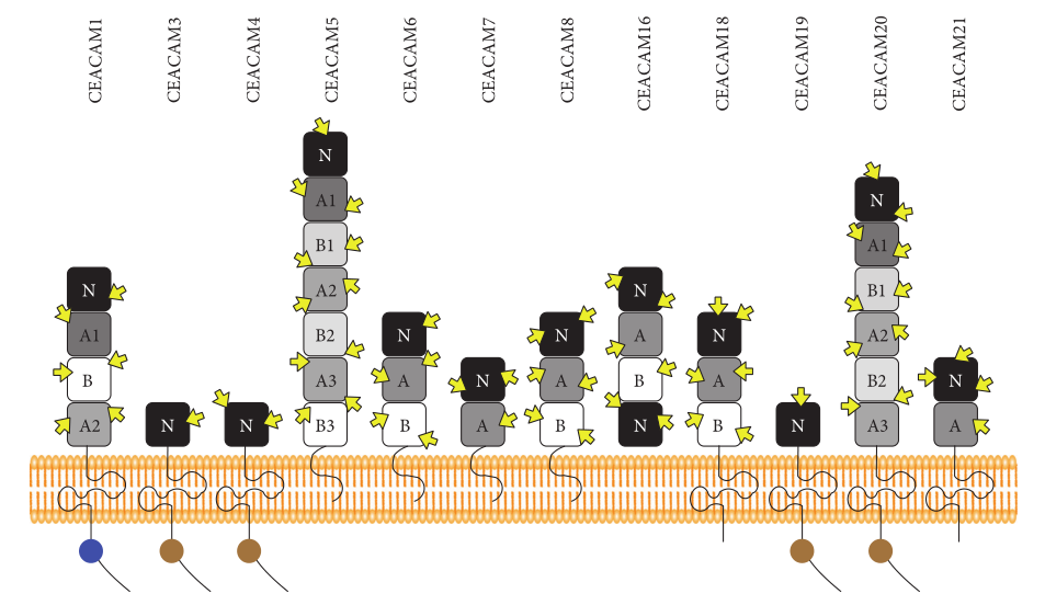 CEACAM組成員示意圖
