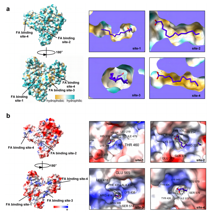 AFP的疏水性和靜電勢面分析